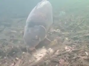 Read more about the article UNDERWATER VIDEO OF PACK BAIT,  cast to capture.