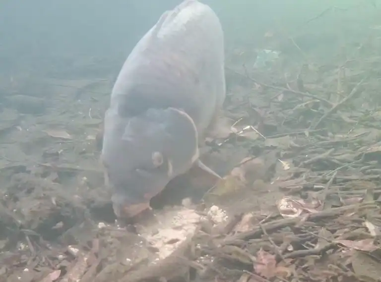 UNDERWATER VIDEO OF PACK BAIT,  cast to capture.